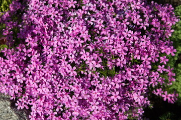 Fototapeta premium Purple lilac background