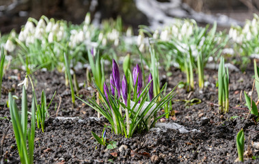 Little spring purple flowers snowdrops