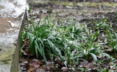 Little spring white flowers snowdrops