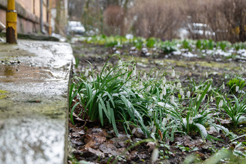 Little spring white flowers snowdrops