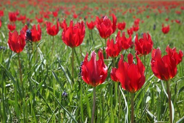 Field of poppies close up.oltu/erzurum/turkey