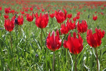 Field of poppies close up.oltu/erzurum/turkey