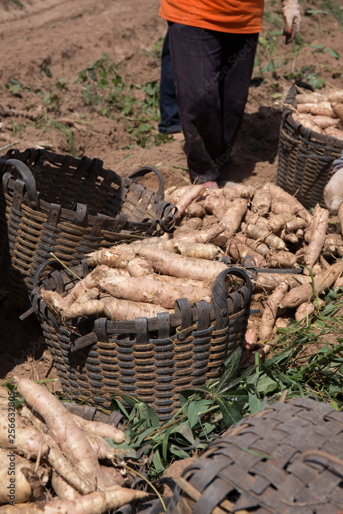 Wall mural Cassava in basket collected by farmer in Thailand