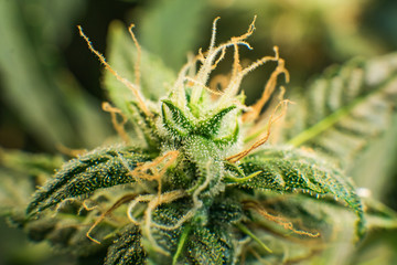 Young cannabis plant. Macro shot of cannabis bud. Medicinal indica with CBD. Green background of...