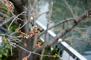 ひらきかけの蕾・桜１