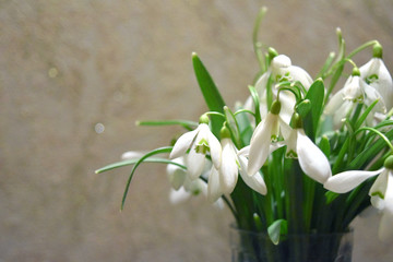 Snowdrops,  spring flowers