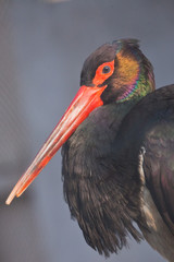 head with a red beak of a black stork close up., a  bird with a beautiful iridescent plumage.