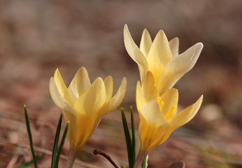 Fototapeta premium yellow crocus blooming in spring