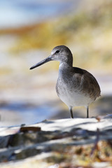Willet