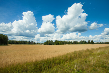 Fototapeta na wymiar Field with yellow wheat and blue sky