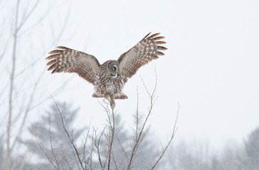 Great grey owl perched on a branch hunting in Canada