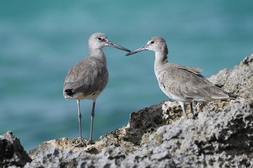 Willet couple