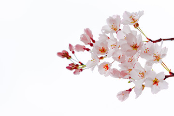 花物語（桜）背景白