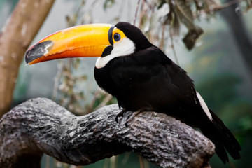 Fototapeta A beautiful and funny tropical toucan bird with a huge yellow-orange beak and black plumage sits on a branch obraz