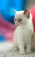 portrait of cute fluffy kitten