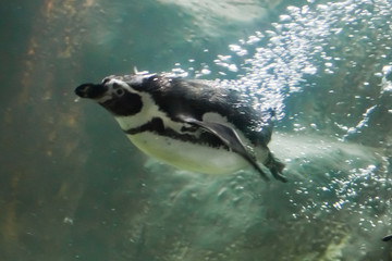 A clever penguin swims in turquoise water with a lot of bubbles, an