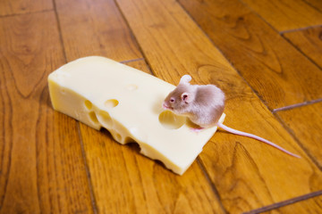 A mouse feeding on a piece of cheese