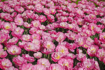 Fototapeta premium Pink blossom tulips field, saturated and fresh looking