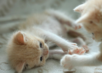 portrait of cute fluffy kitten