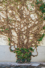 Photography of plant climbing cement wall making it beautiful classic garden background