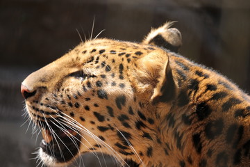 Amur leopard