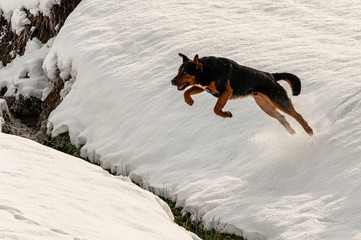 dog jumping in the snow