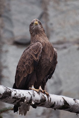 The eagle-golden eagle sits on a log; it is a slender bird of prey bird with a yellow beak and