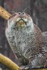 muzzle of a river animal is an otter full face., A furry predatory animal.