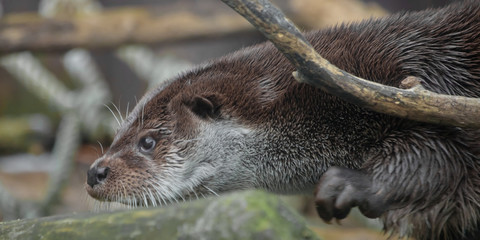 Otter muzzle in profile. The muzzle of a river animal is a furry predatory animal with beautiful fur, eyes of a button,