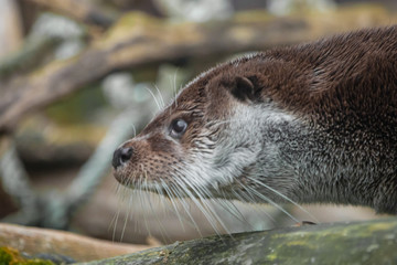 Otter muzzle in profile. The muzzle of a river animal is a furry predatory animal with beautiful fur, eyes of a button,