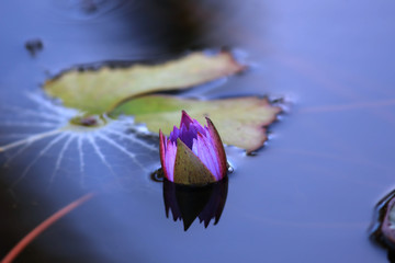 Purple water lily flower and leaves in the pond