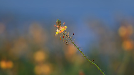 Tiny yellow flowers against blue sky  background