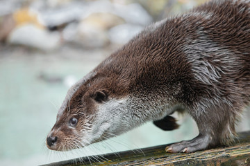 Otter close up in profile. The muzzle and front paws are a fluffy predatory water (river) animal of...