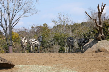 zebra