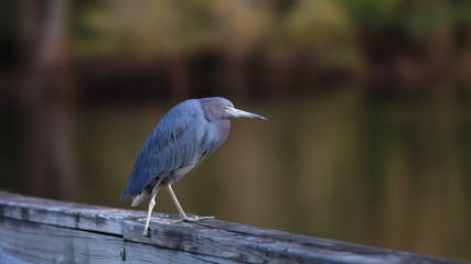 Close up shot of Green Heron