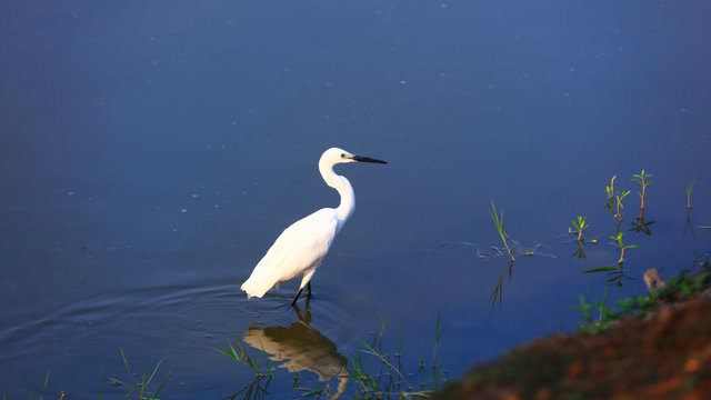 Little egret bird in Kolleru lake India