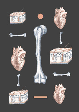 Medicine and Anatomy
