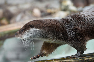 Otter close up in profile. The muzzle and front paws are a fluffy predatory water (river) animal of the eye of a button, a sly look