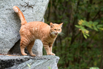 The red striped homeless cat speaks meow. 
The red cat walking in the park