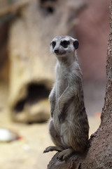 Watchful meerkat guards , an animal on a rock on a sandy background, meerkat Timon