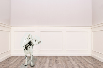 Dalmatian looking curiously to the right in a cozy room with empty space for montages work