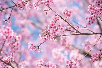 Vintage close up Wild Himalayan Cherry blossoms (Prunus cerasoides) blooming on tree with blue sky