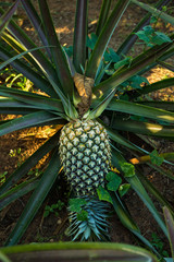 Pineapple tree, grew ripened and big enough that almost fall off its tree