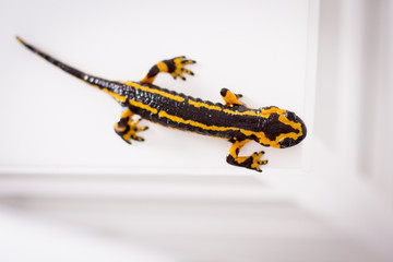 yellow and black salamander from above