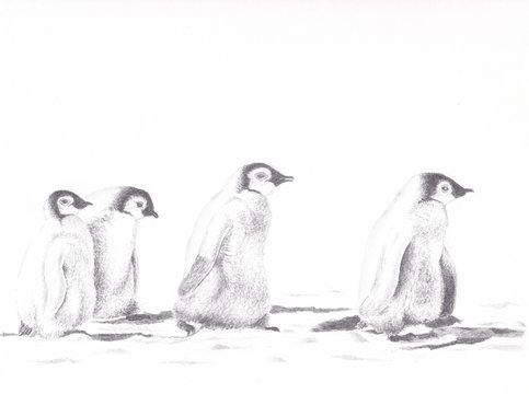 Baby penguins walking along in a line pencil drawing