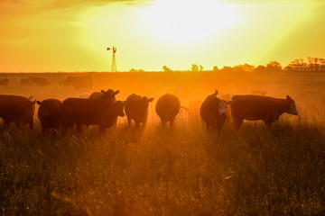 Cows at sunset in La Pampa, Argentina