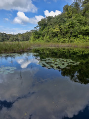In the pool with water lilies the surrounding trees are mirrored, Guatemala