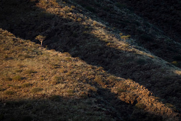tree on a hill side