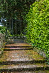 Steel gate and stairs entrance to the garden with leaves wall along the way
