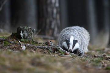 European badger in pine wood © PetrDolejsek